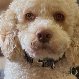 Meet your Posher, Suzanne